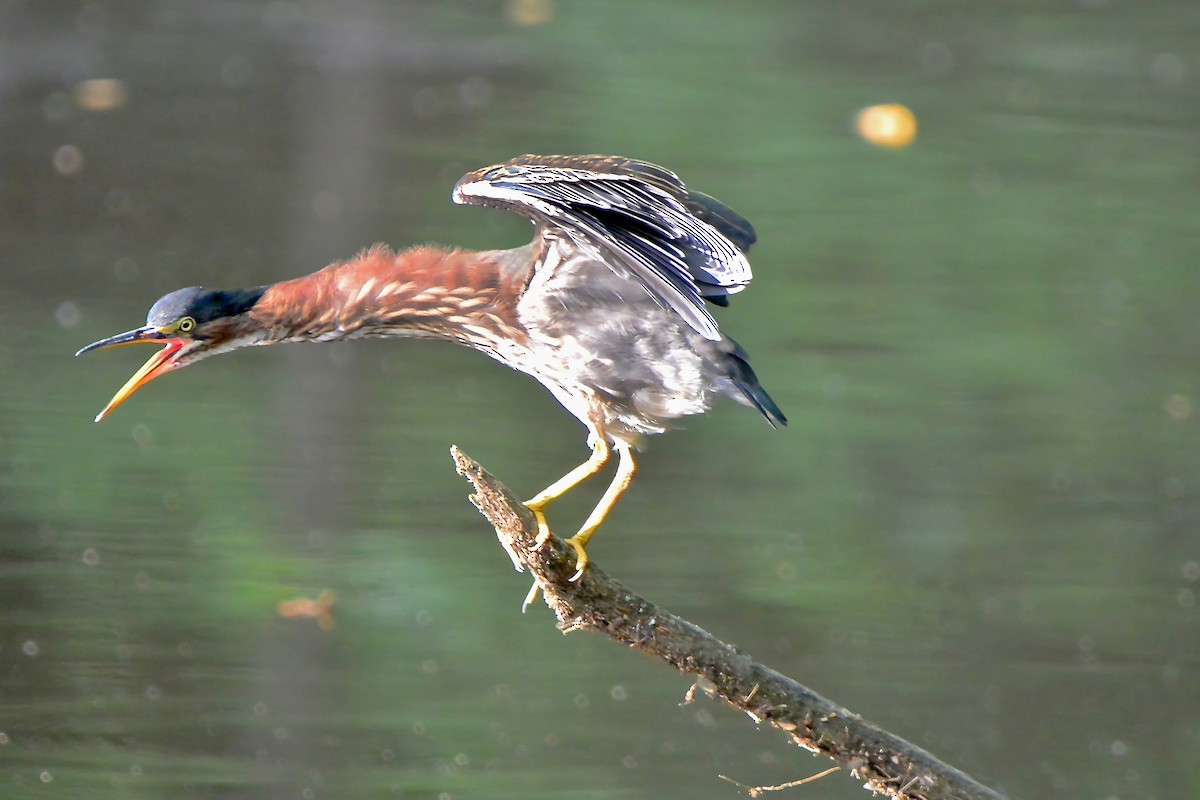 eBird Checklist - 10 Jul 2024 - Ashby Pond Conservancy Site - 18 species