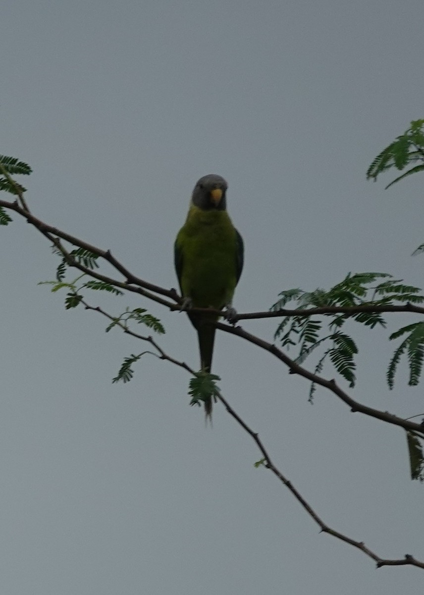 Plum-headed Parakeet - ML621343309