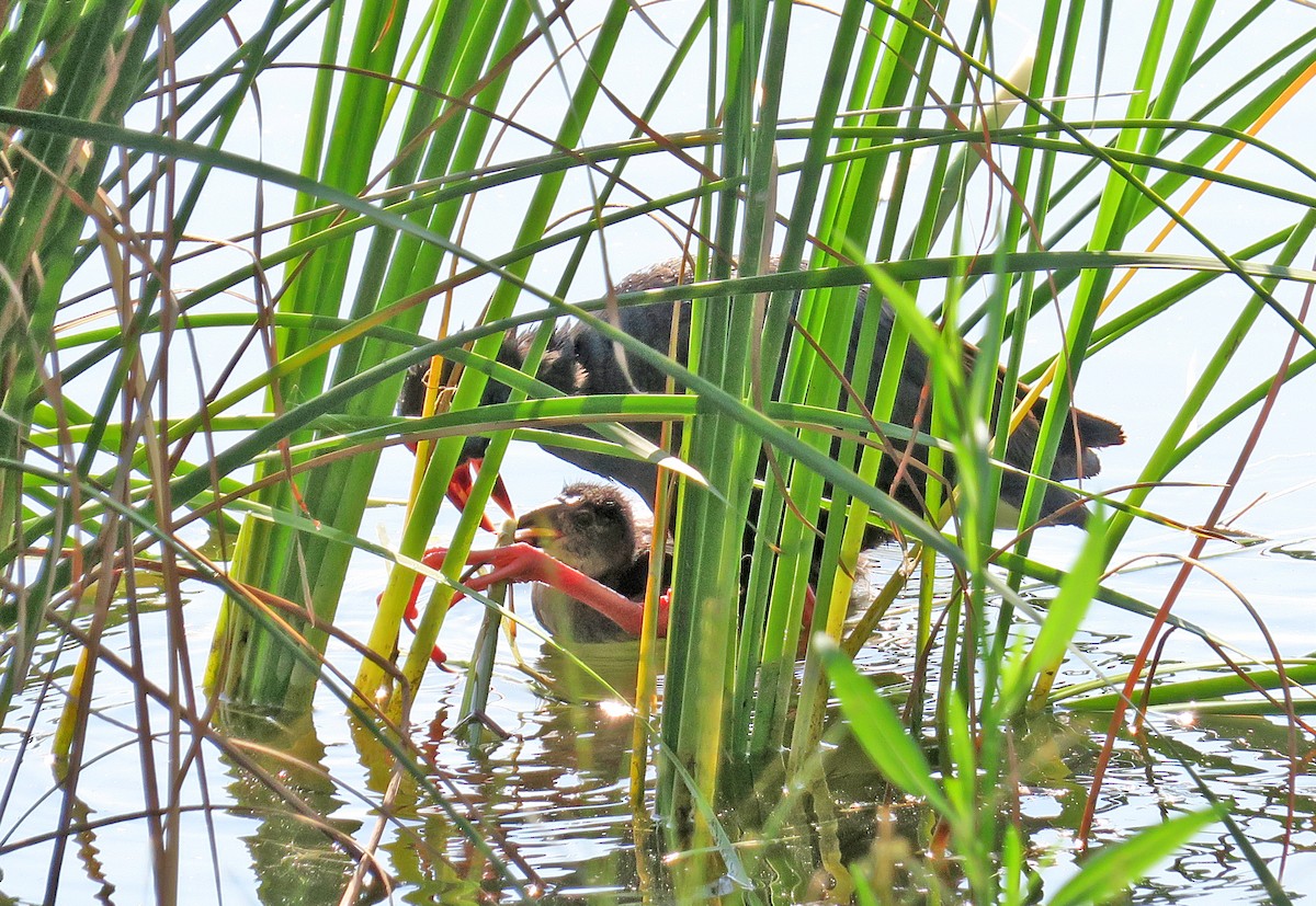 Western Swamphen - Juan Pérez