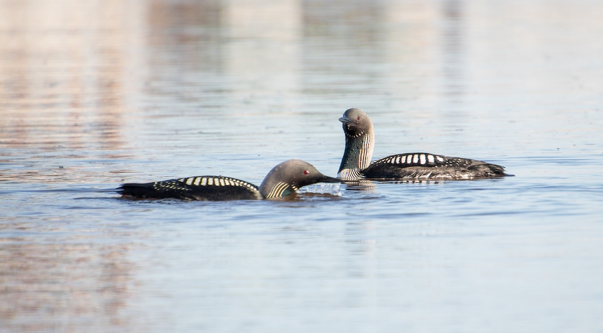 Pacific Loon - ML621343367