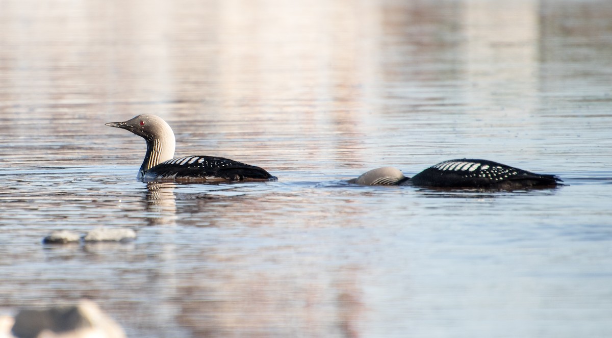 Pacific Loon - ML621343368