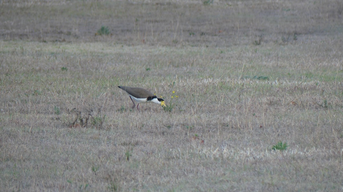 Masked Lapwing (Black-shouldered) - ML621343413