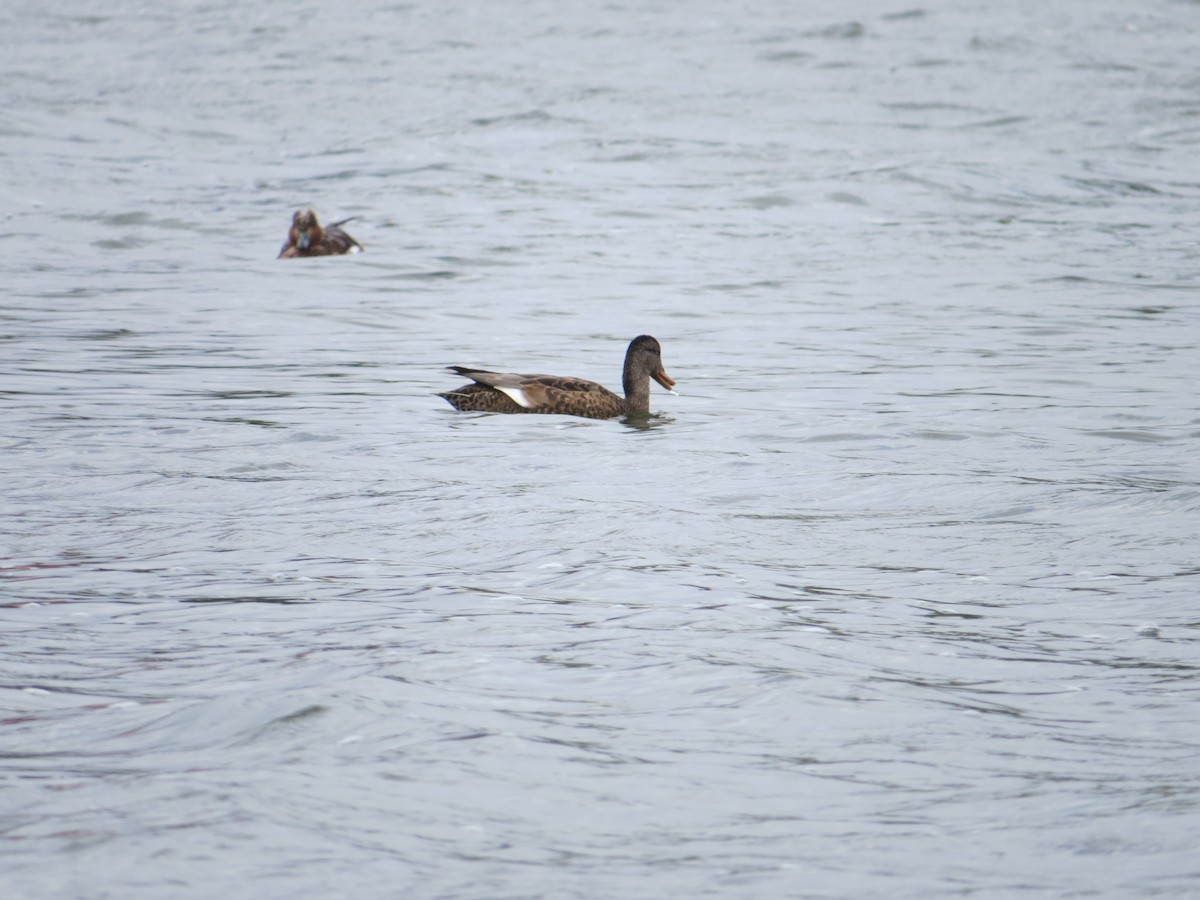 Gadwall - Elizabeth Schimelpfenig