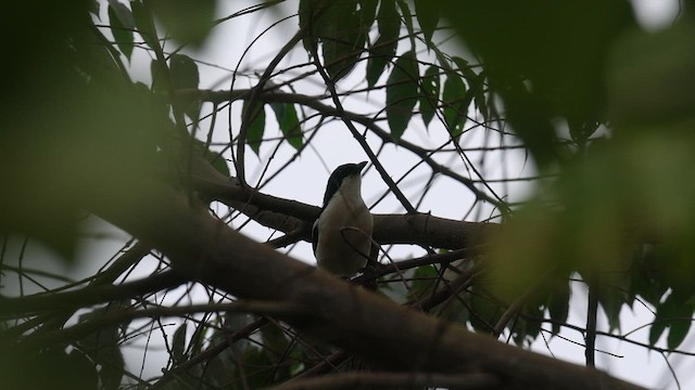 Tropical Boubou - ML621343533