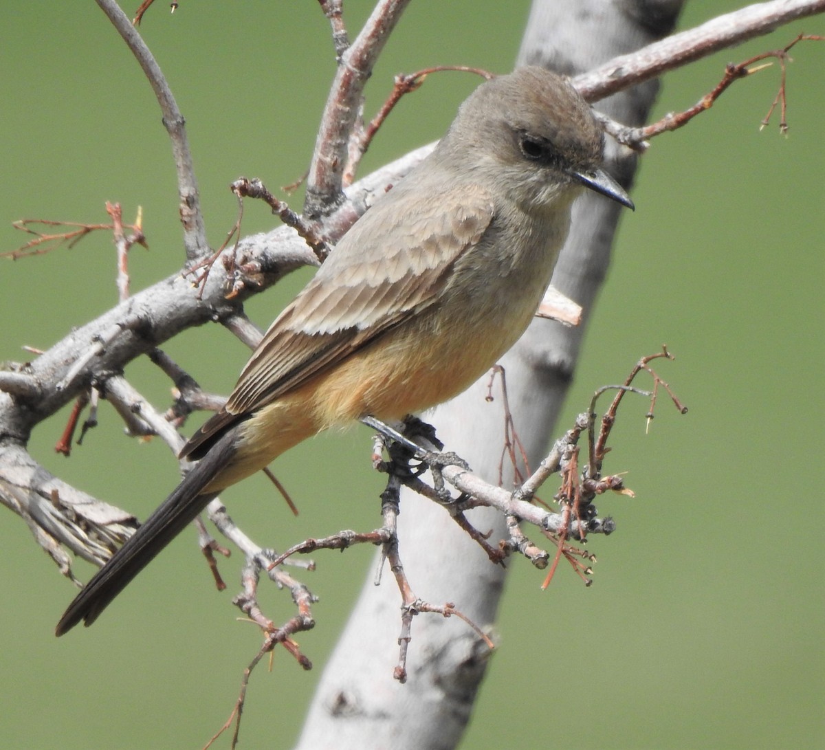 Say's Phoebe - ML621343564