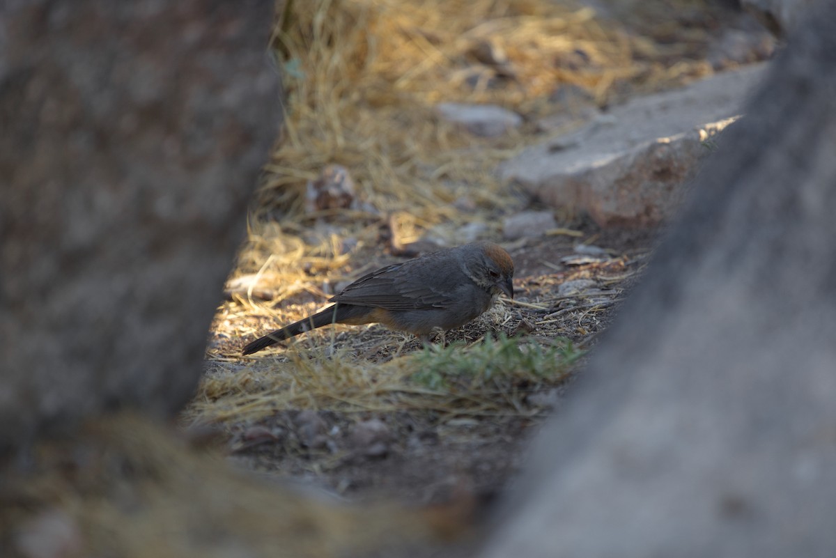 Canyon Towhee - ML621343565