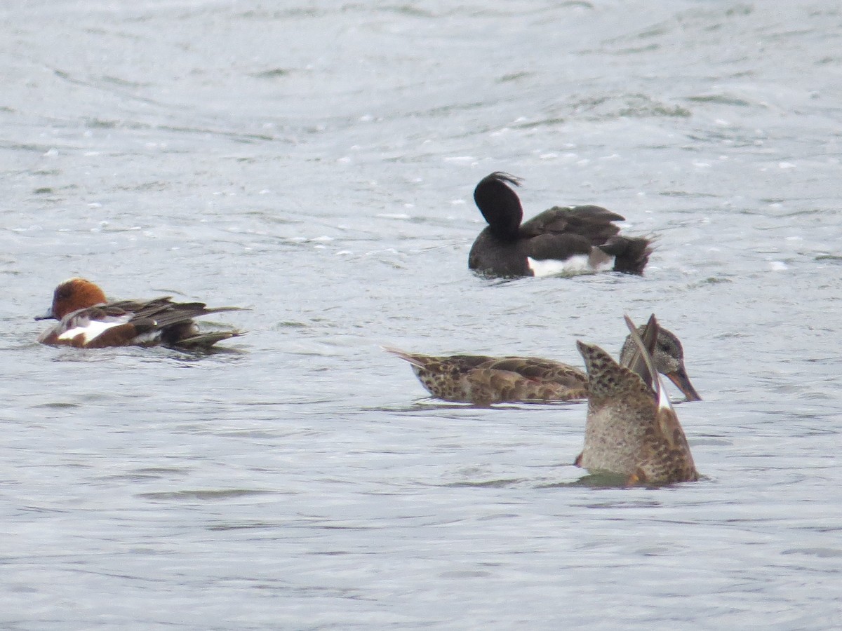 Gadwall - ML621343568