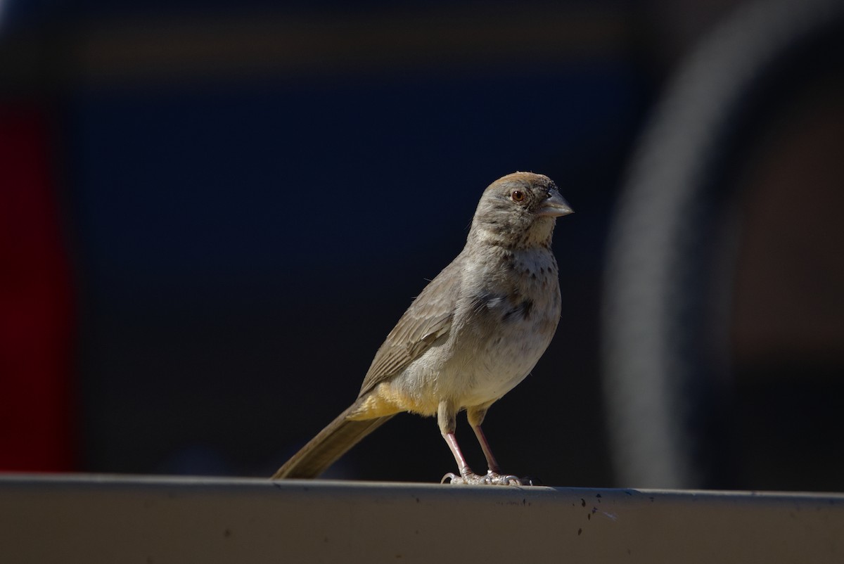 Canyon Towhee - ML621343571