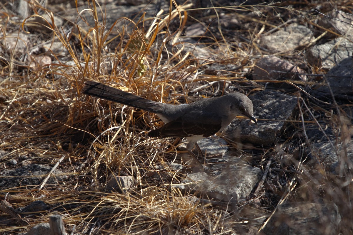 Northern Mockingbird - ML621343597