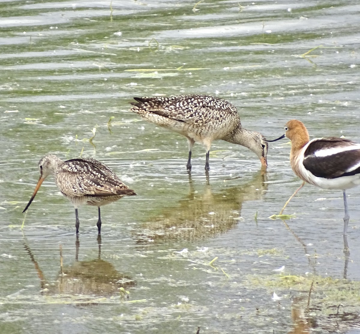 Marbled Godwit - Sandra Keller