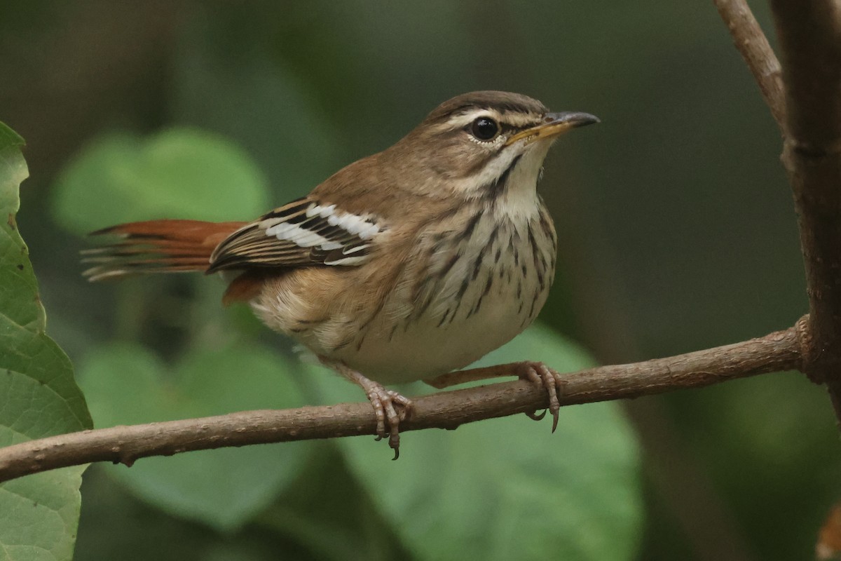 Red-backed Scrub-Robin - ML621343809