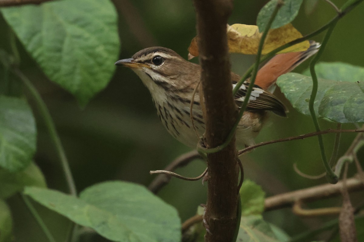 Red-backed Scrub-Robin - ML621343810