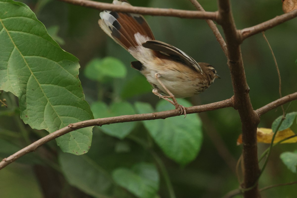 Red-backed Scrub-Robin - ML621343811