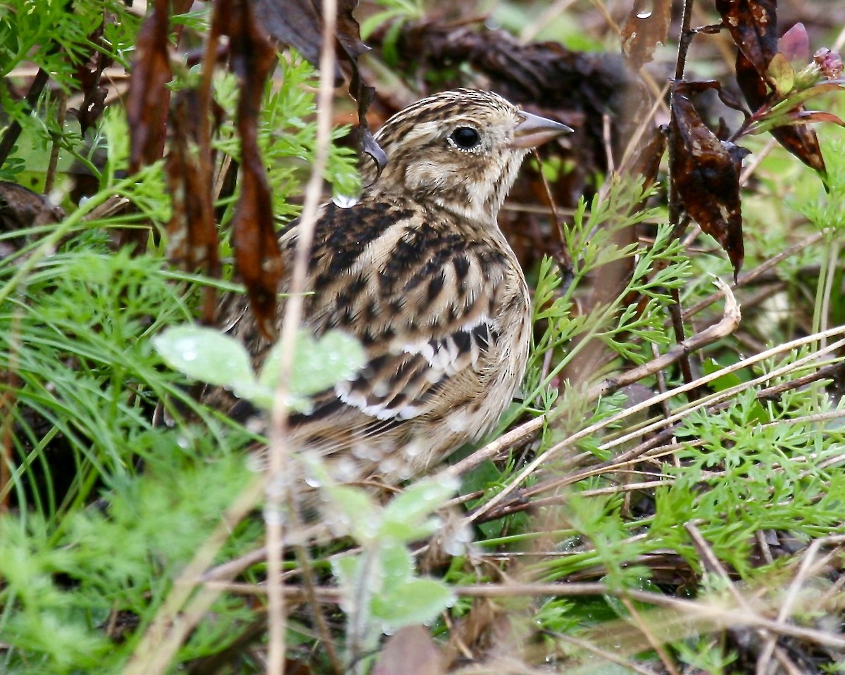 Smith's Longspur - ML621343949