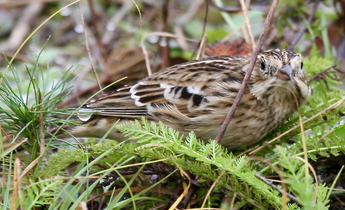 Smith's Longspur - ML621343950