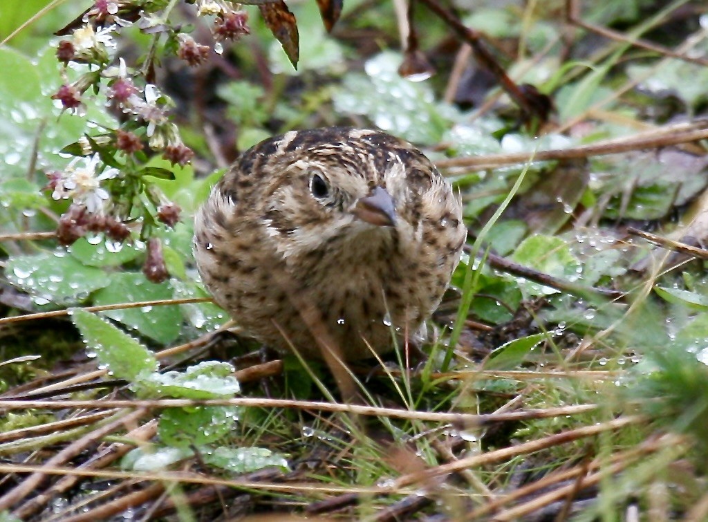 Smith's Longspur - ML621343951