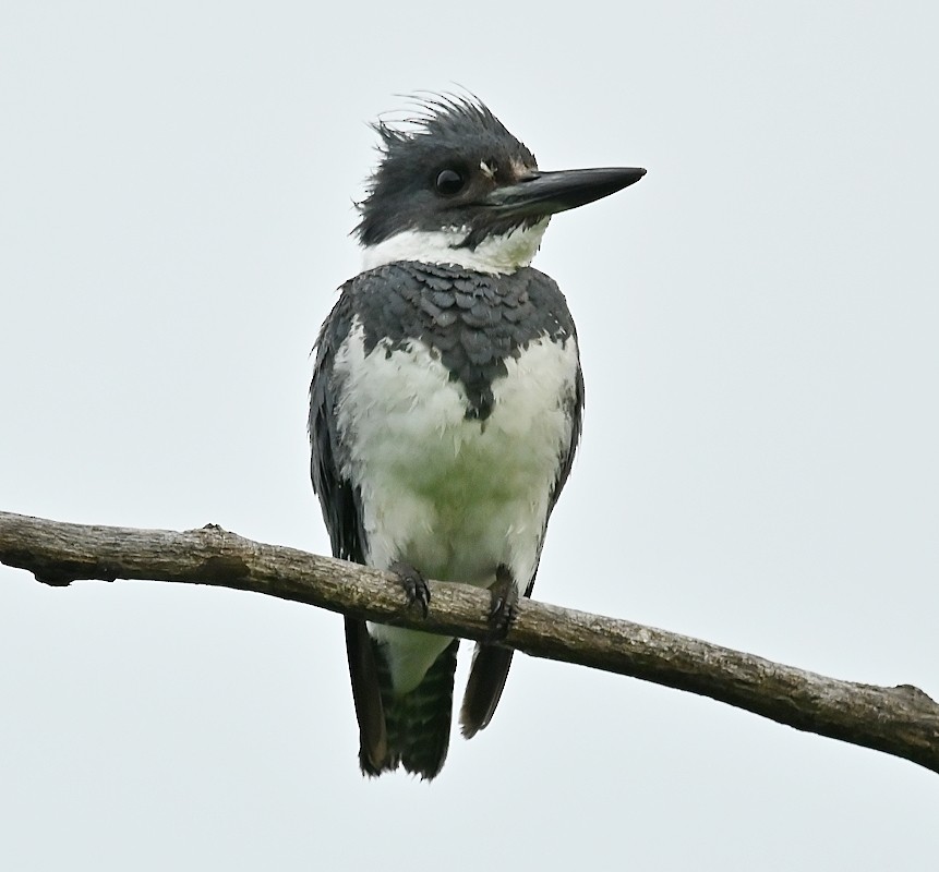 Belted Kingfisher - Regis Fortin