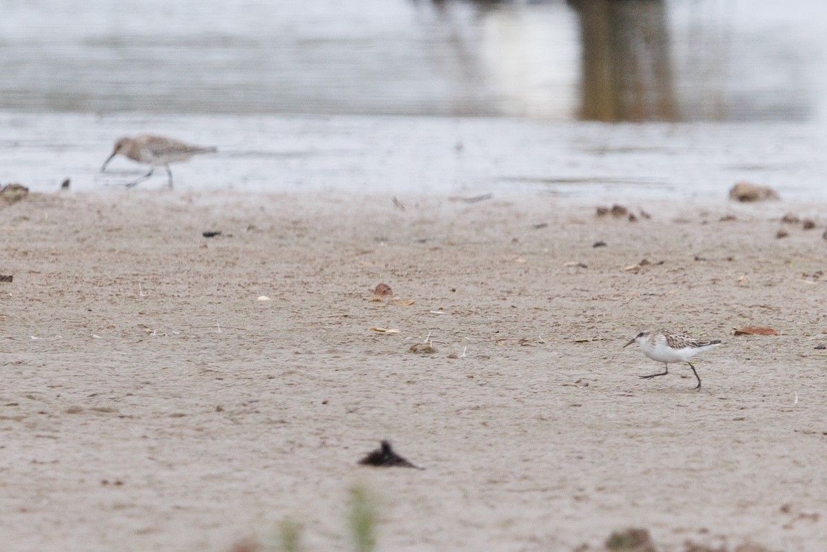 Little Stint - ML621344051