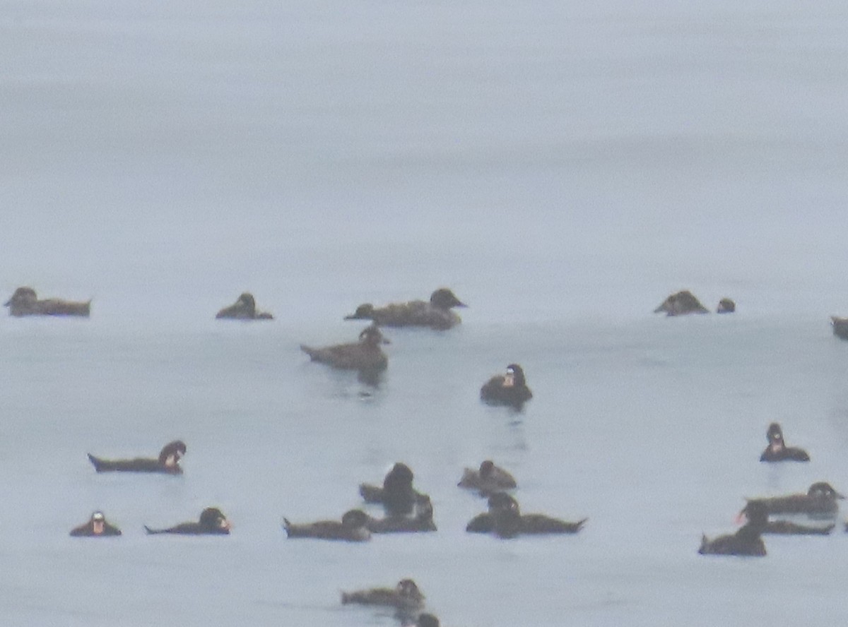 White-winged Scoter - ML621344134