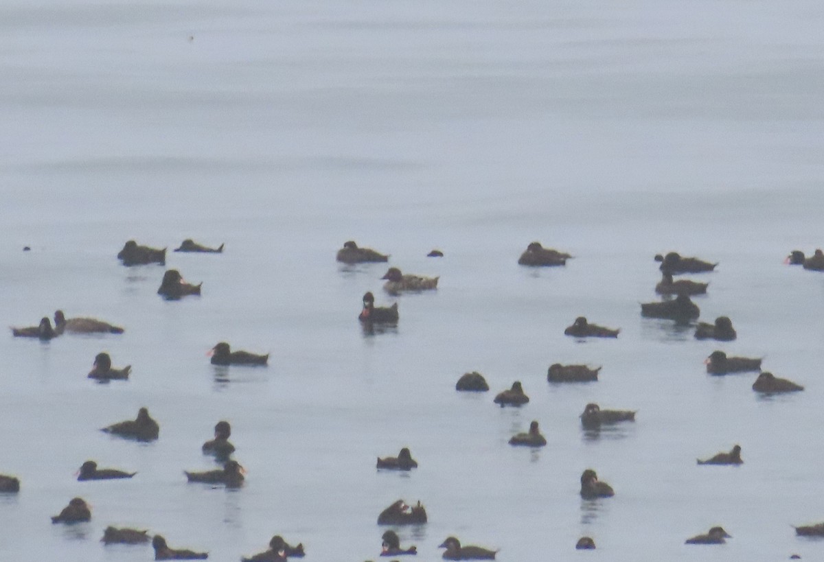 White-winged Scoter - ML621344137