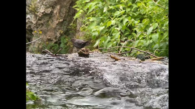 American Dipper - ML621344176