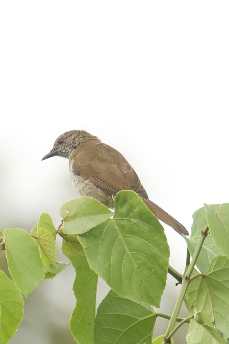 Slender-billed Greenbul - ML621344208