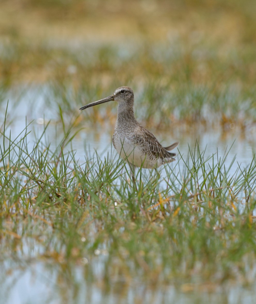 Short-billed Dowitcher - ML621344259