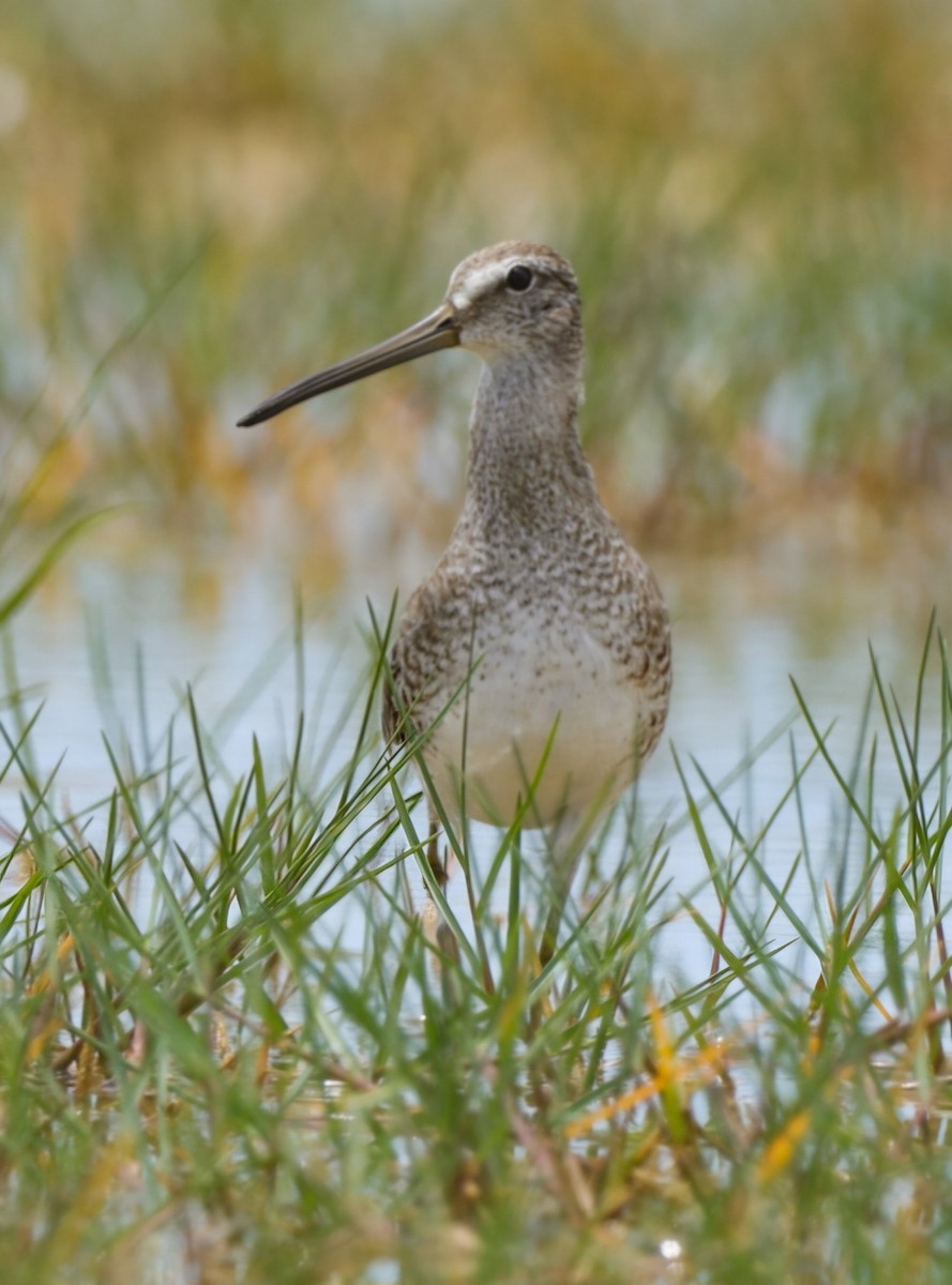 Short-billed Dowitcher - ML621344260