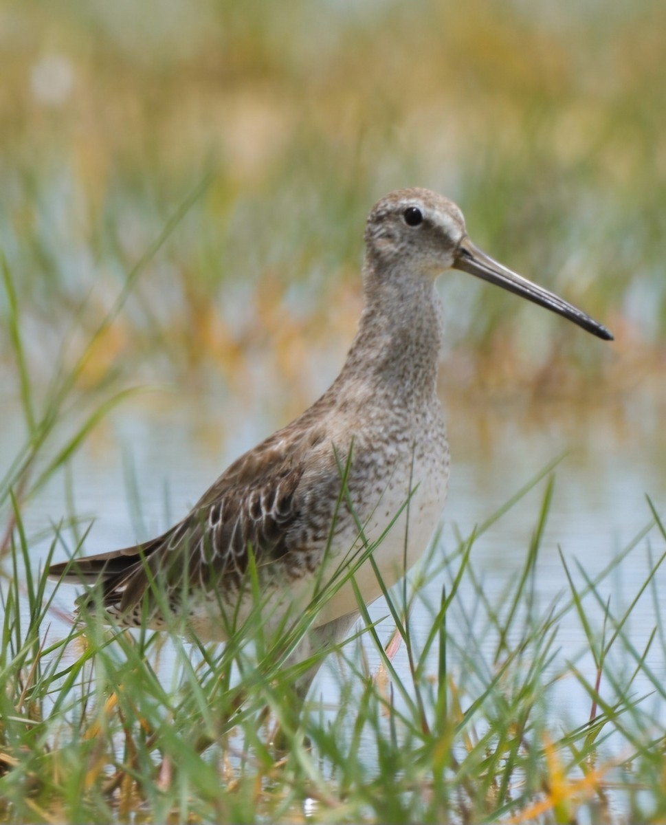 Short-billed Dowitcher - ML621344261