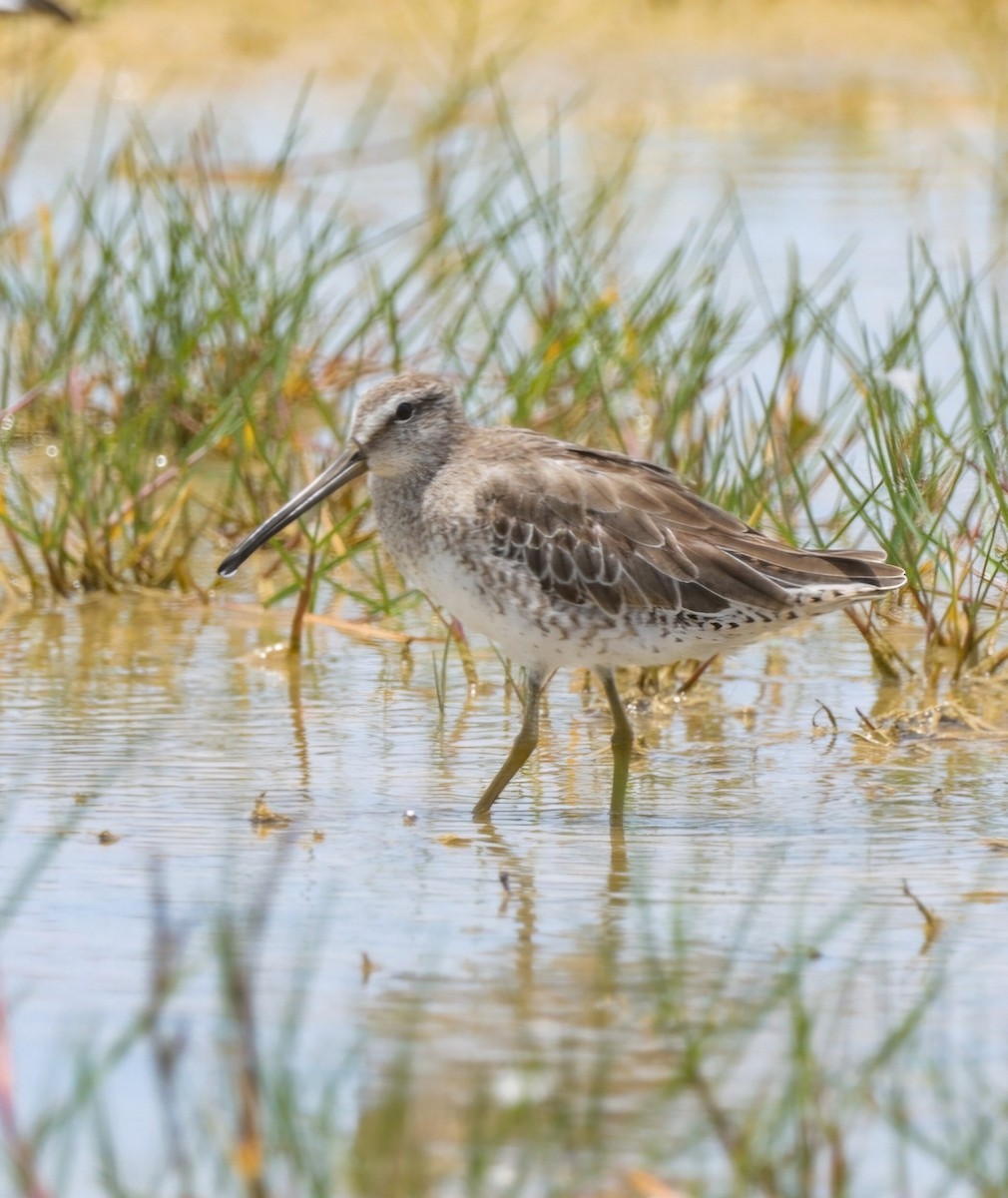 Short-billed Dowitcher - ML621344262