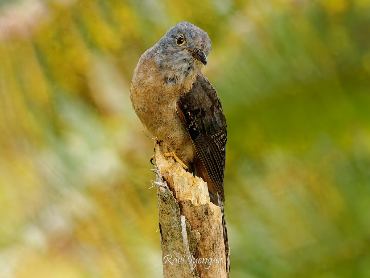 Brush Cuckoo (Sunda) - ML621344267