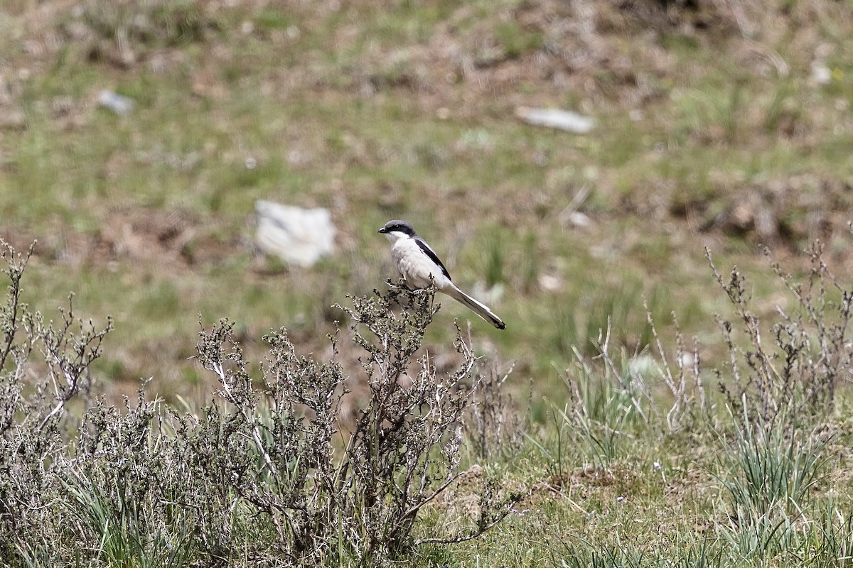 Giant Shrike - ML621344325