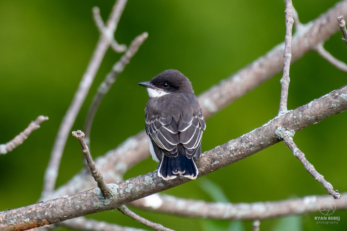 Eastern Kingbird - ML621344342