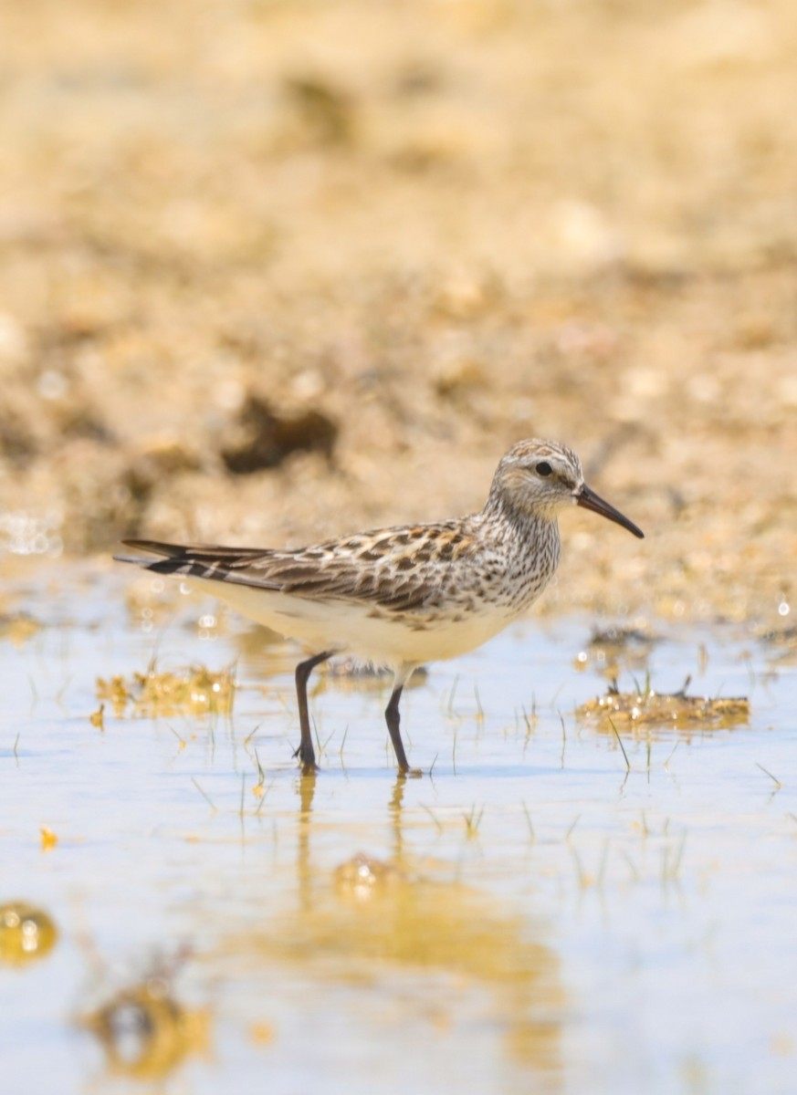 White-rumped Sandpiper - ML621344349