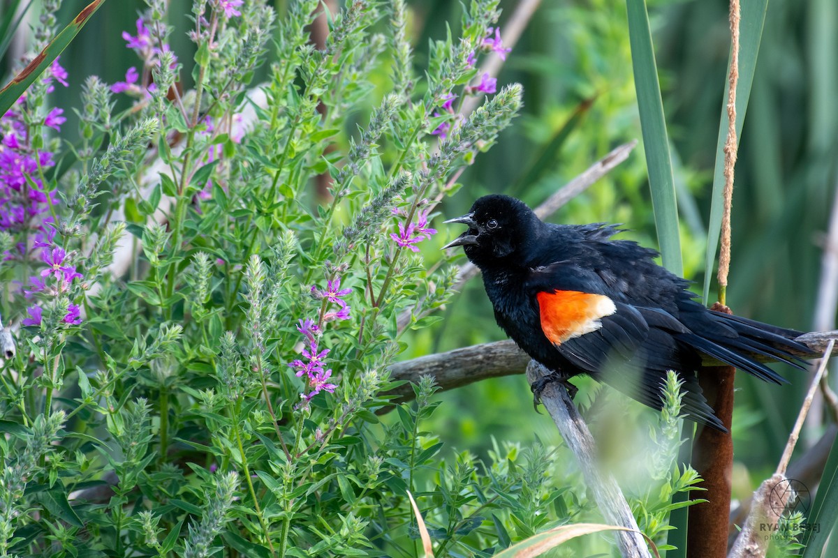 Red-winged Blackbird - ML621344360