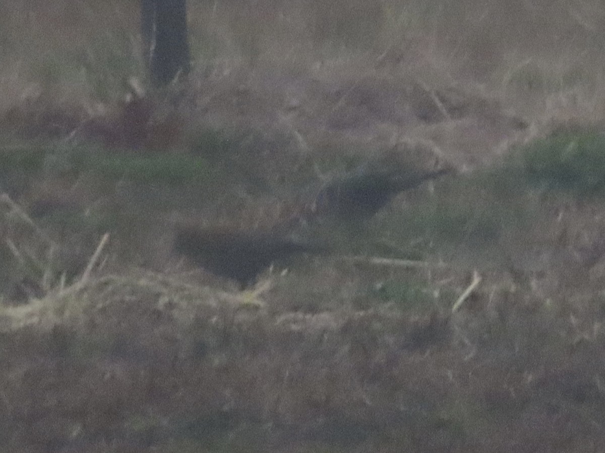 Rusty/Brewer's Blackbird - ML621344487