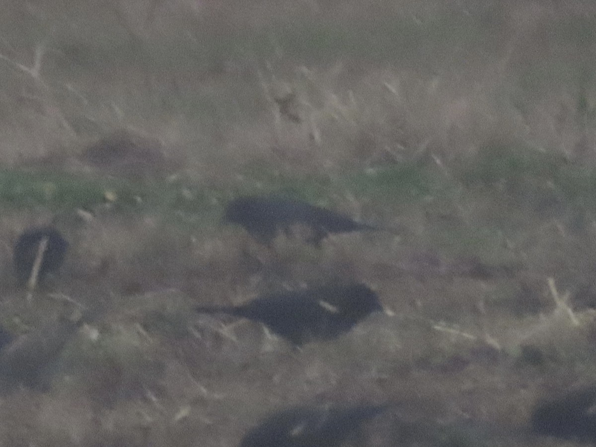 Rusty/Brewer's Blackbird - ML621344489