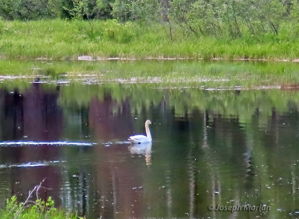 Trumpeter Swan - ML621344501