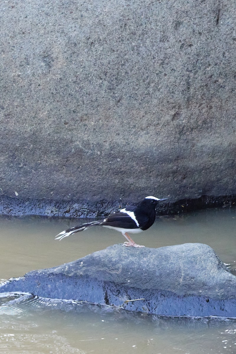 White-crowned Forktail (Javan) - ML621344670