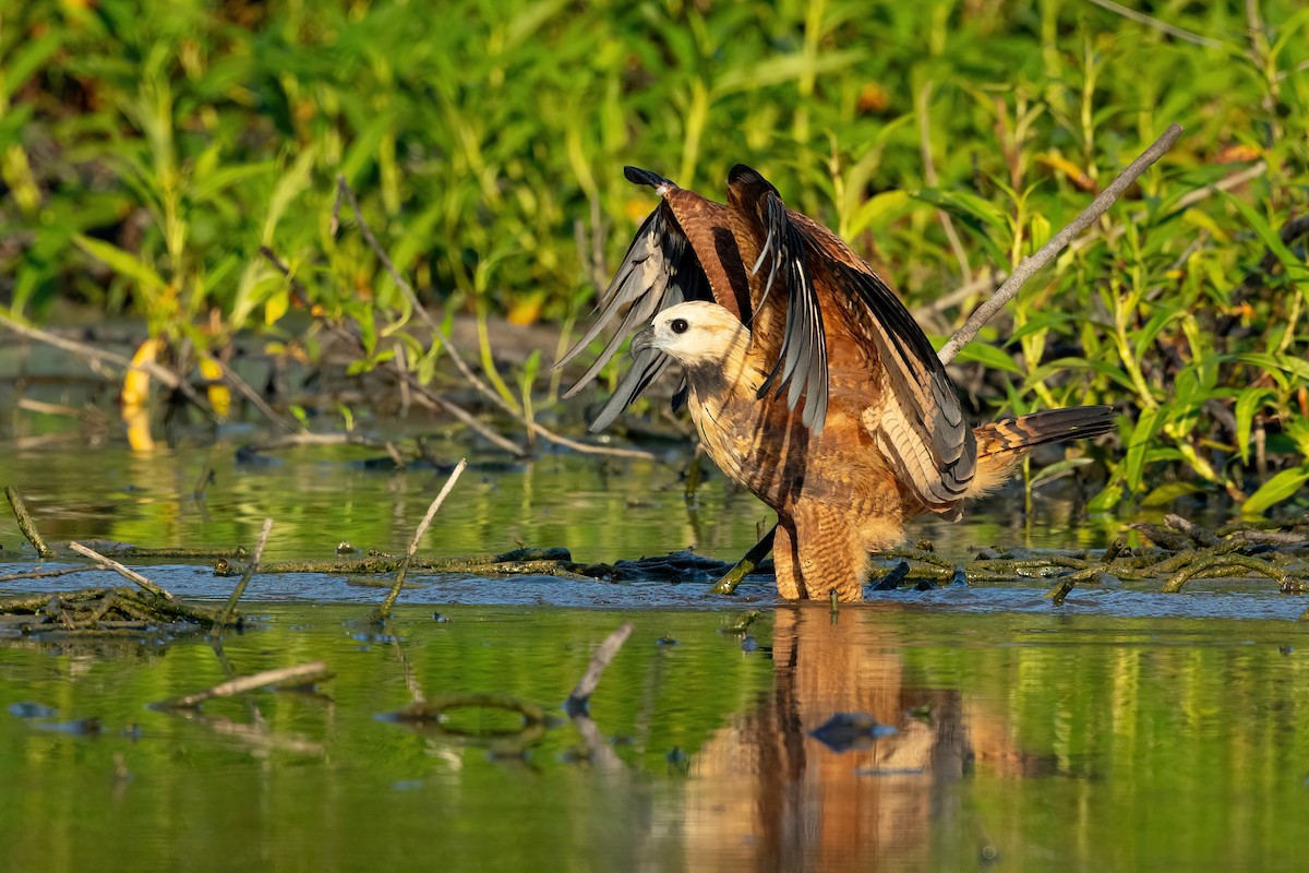 Black-collared Hawk - ML621344671