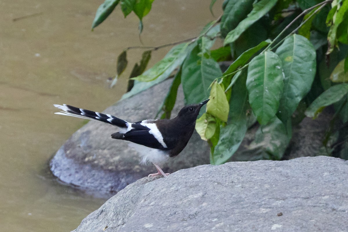 White-crowned Forktail (Javan) - ML621344719