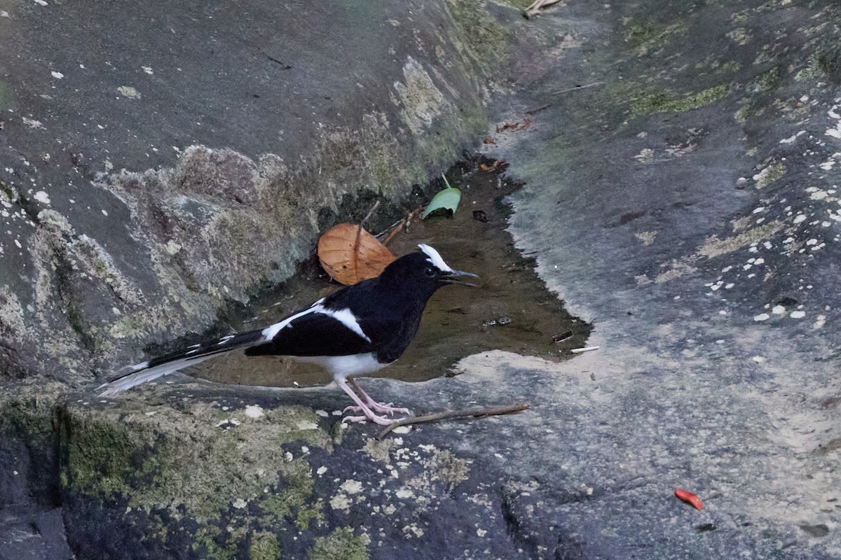 White-crowned Forktail (Javan) - ML621344721