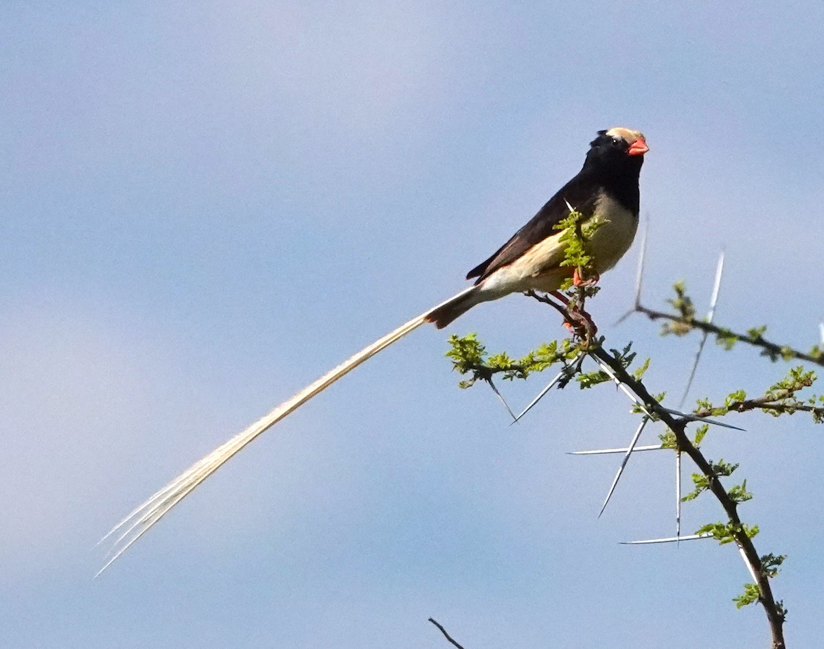 Straw-tailed Whydah - ML621344822