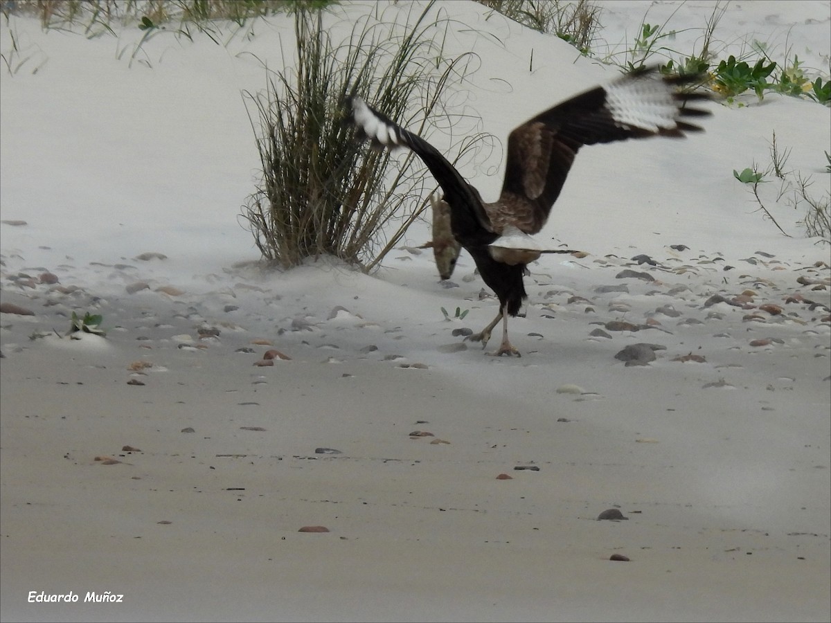 Crested Caracara - Hermann Eduardo Muñoz