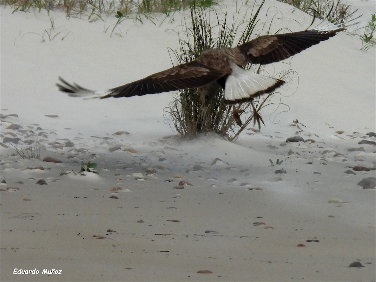 Crested Caracara - ML621344883