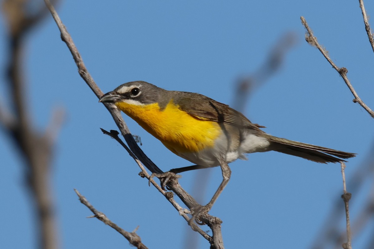 Yellow-breasted Chat - ML621344922