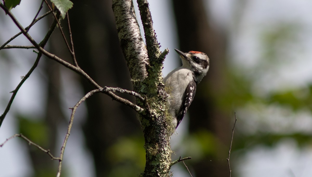 Hairy Woodpecker - ML621344952