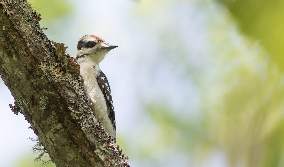 Hairy Woodpecker - Doug Hitchcox