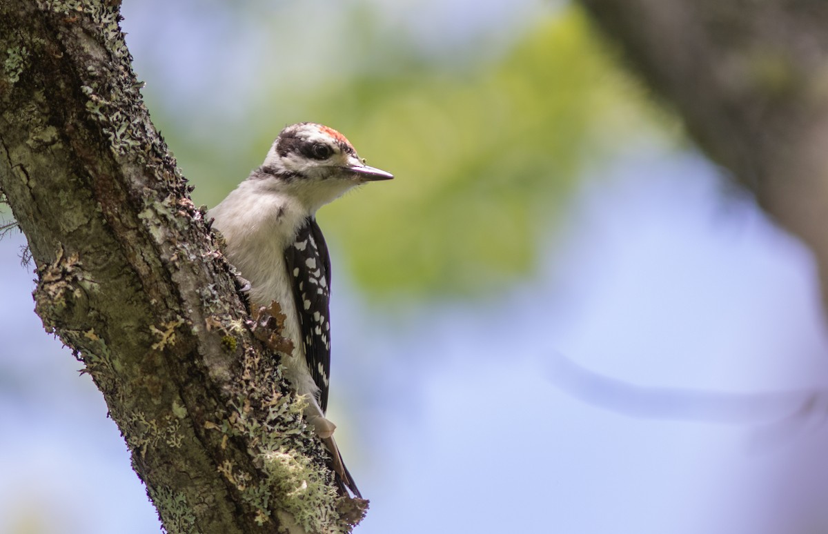 Hairy Woodpecker - ML621344954