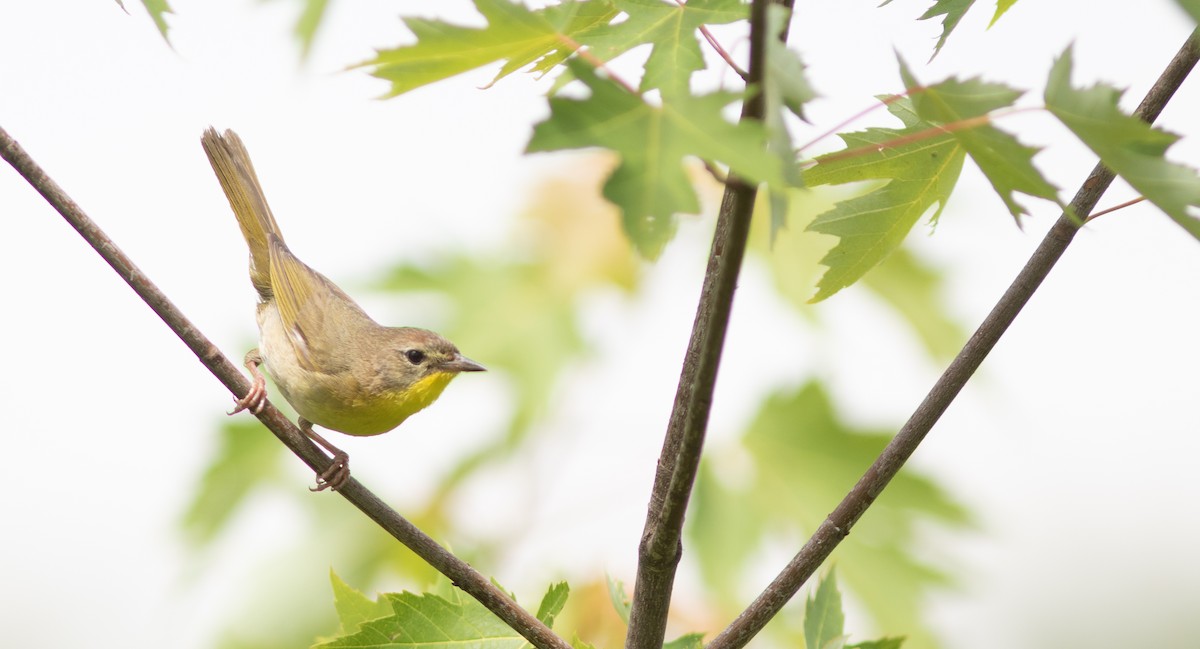 Common Yellowthroat - ML621344958